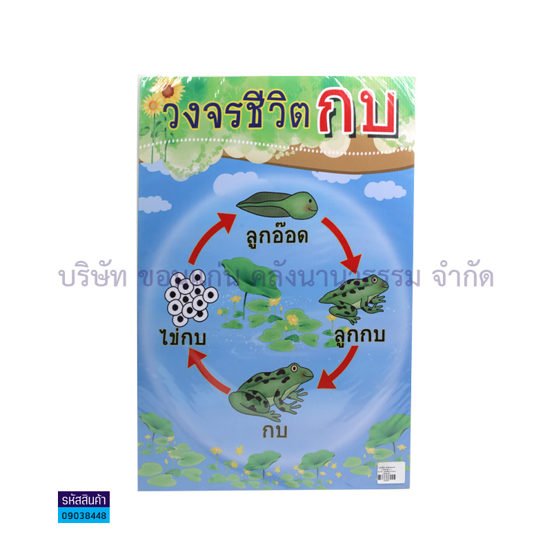 แผ่นพลาสติกลูกฟูก วงจรชีวิตกบ S00001(32X48ซม.) - MM