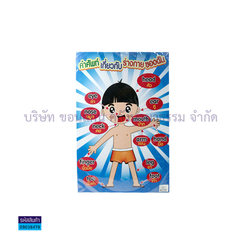 แผ่นพลาสติกลูกฟูก คำศัพท์เกี่ยวกับร่างกายของฉัน S00001(32X48ซม.) - MM