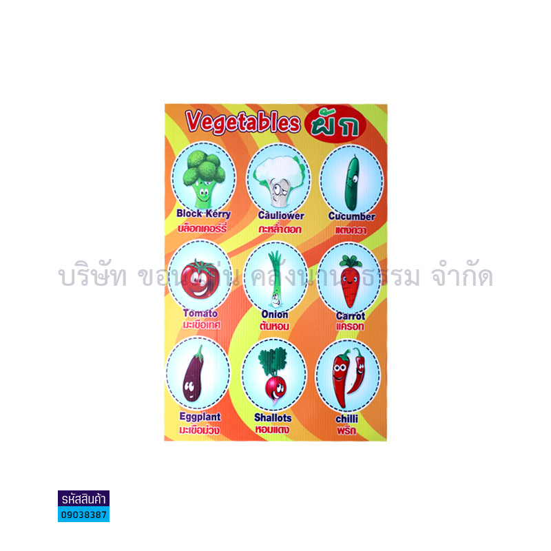 แผ่นพลาสติกลูกฟูก VEGETABLES-ผัก S00001(32X48ซม.) - MM